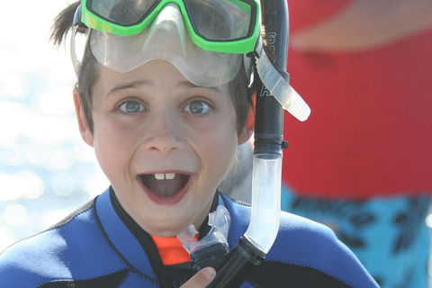 Dolphin Cruise From Adelaide With Optional Dolphin Swim - Accommodation Guide 3