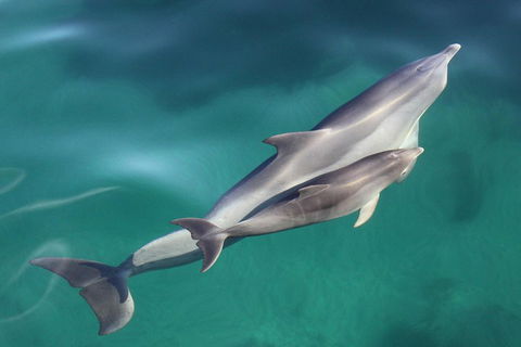 Dolphin Cruise From Adelaide With Optional Dolphin Swim - Accommodation Guide 4