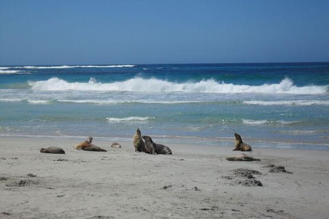 Kangaroo Island In A Day Tour From Adelaide - Accommodation Guide 1