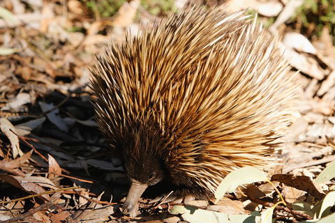 Kangaroo Island In A Day Tour From Adelaide - Accommodation Guide 2