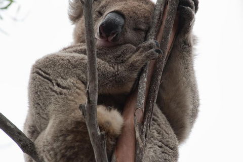 2-Day Kangaroo Island 4WD Small-Group Tour From Adelaide - Accommodation Guide 0