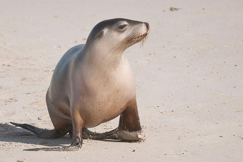 2-Day Kangaroo Island 4WD Small-Group Tour From Adelaide - Accommodation Guide 4