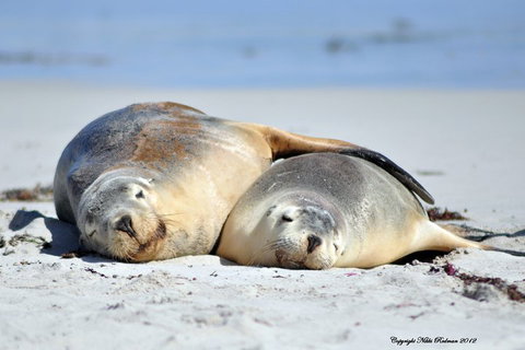 NEW TOUR - Kangaroo Island Road To Recovery Tour (1 Day/1 Night) - Accommodation Asia 1