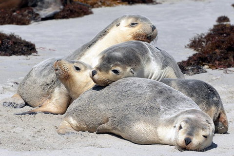 Small-Group Kangaroo Island 4WD Tour From Adelaide - Accommodation China 1