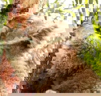 Small-Group Phillip Island Day Trip from Melbourne - Accommodation China