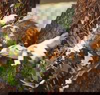 Melbourne City Tour and Phillip Island in One Day - Accommodation China