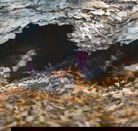 Private Tour Phillip Island Penguin Parade and Moonlit Sanctuary Conservation Park from Melbourne - Accommodation China