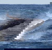 Whale Watching by Sea World Cruises - Accommodation China