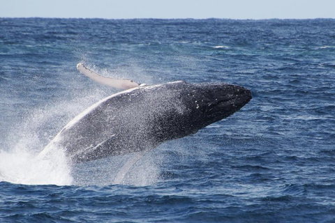 Whale Watching By Sea World Cruises - Accommodation Guide 0