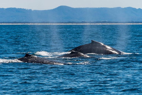 Whale Watching By Sea World Cruises - Accommodation Guide 4
