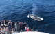 Whale Watching By Sea World Cruises - thumb 5