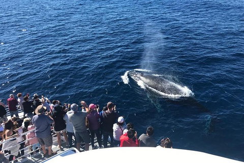 Whale Watching By Sea World Cruises - Accommodation Guide 5