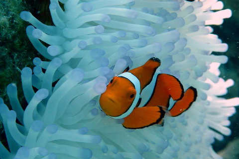 Seastar Luxury Outer Great Barrier Reef Island And Reef Tour From Cairns - Accommodation Guide 0