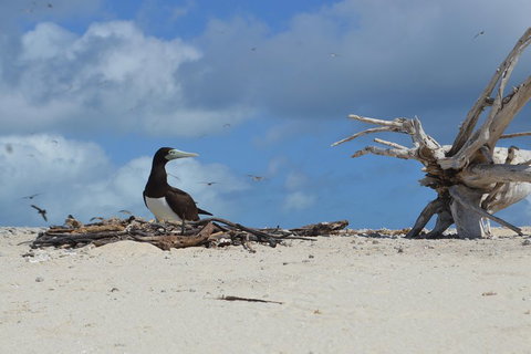 Seastar Luxury Outer Great Barrier Reef Island And Reef Tour From Cairns - Accommodation Guide 1