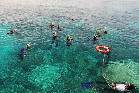 Seastar Luxury Outer Great Barrier Reef Island And Reef Tour From Cairns - Accommodation Guide 2