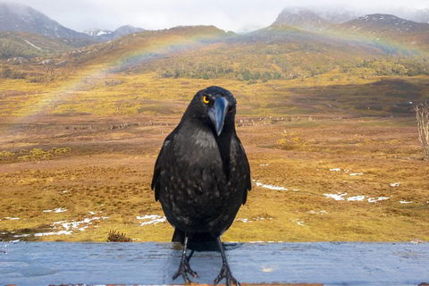 Cradle Mountain Park Explorer Guided Tour - Accommodation Guide 2