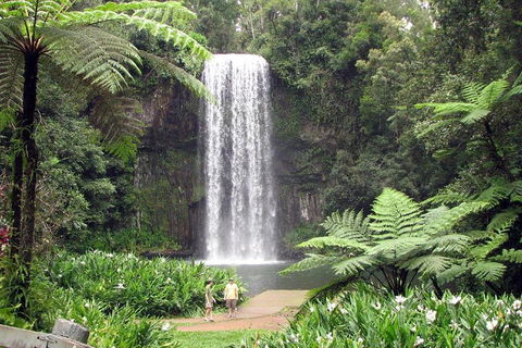Private Daintree And Cape Tribulation Tour From Port Douglas - Accommodation Guide 0