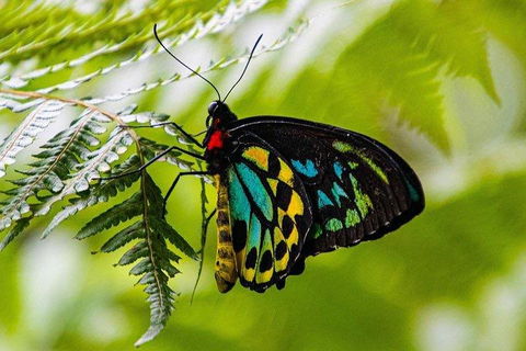 Private Daintree And Cape Tribulation Tour From Port Douglas - Accommodation Guide 2