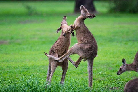 Private Daintree And Cape Tribulation Tour From Port Douglas - Accommodation Guide 4
