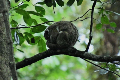 Private Daintree And Cape Tribulation Tour From Port Douglas - Accommodation Guide 5