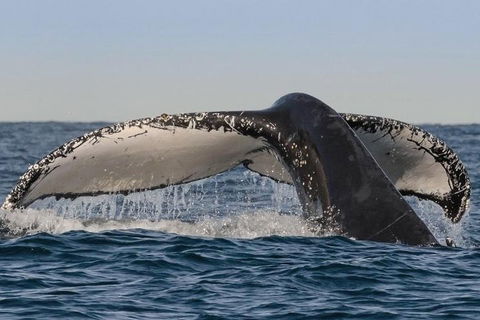 Sydney Whale-Watching Cruise Including Lunch Or Breakfast - Accommodation Asia 0