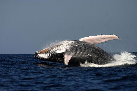 Sydney Whale-Watching Cruise Including Lunch Or Breakfast - Accommodation Asia 1