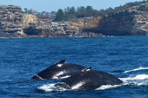 Sydney Whale-Watching Cruise Including Lunch Or Breakfast - Accommodation Asia 2