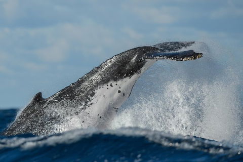 Sydney Whale-Watching Cruise Including Lunch Or Breakfast - Accommodation Asia 4