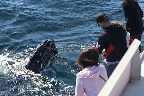 Sydney Whale-Watching Cruise Including Lunch Or Breakfast - Accommodation Asia 5