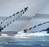 Hervey Bay Whale Watching Cruise - Accommodation Guide