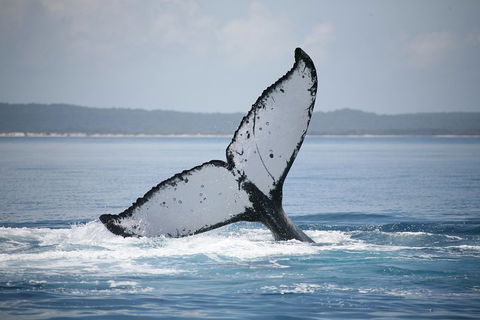 Hervey Bay Whale Watching Cruise - Accommodation Guide 0