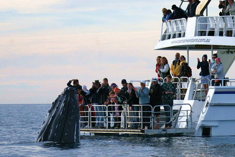 Hervey Bay Whale Watching Cruise - Accommodation Guide 1