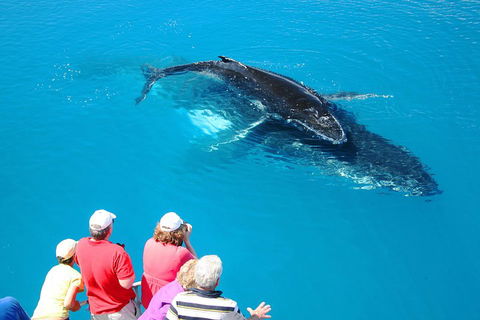Hervey Bay Whale Watching Cruise - Accommodation Guide 2