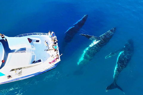 Hervey Bay Whale Watching Cruise - Accommodation Guide 3