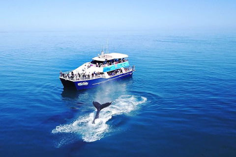 Hervey Bay Whale Watching Cruise - Accommodation Guide 5