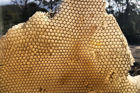 Bruny Island Day Tour, Includes Lunch And Exclusive Lighthouse Tour - Accommodation Guide 1