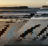 Phillip Island Penguin Parade Day Trip with Koala Conservation Reserve Visit - Accommodation China