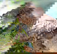 Blue Mountains Private Tour with Kangaroos  Koala Encounter - Accommodation China