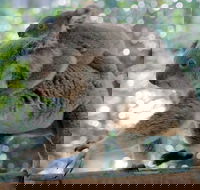 Lone Pine Koala Sanctuary Admission with Brisbane River Cruise - Accommodation Guide