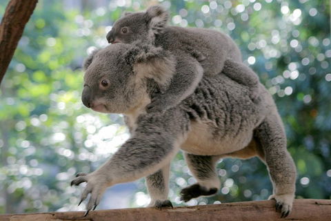 Lone Pine Koala Sanctuary Admission With Brisbane River Cruise - Accommodation Guide 0