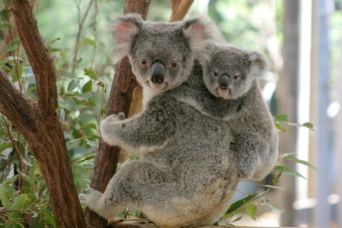 Lone Pine Koala Sanctuary Admission With Brisbane River Cruise - Accommodation Guide 3