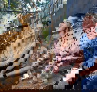 African Cat Encounter at Werribee Open Range Zoo - Accommodation China