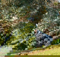 Early Morning Savannah Experience - Accommodation China