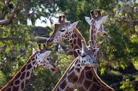 Werribee Open Range Zoo General Admission Ticket - Accommodation Guide 0