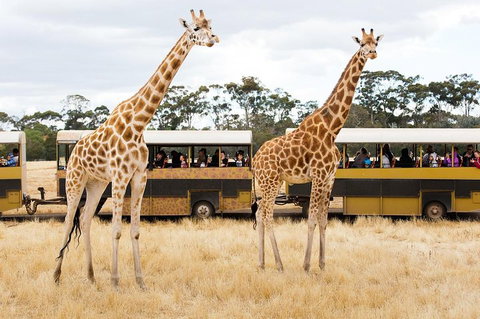 Werribee Open Range Zoo General Admission Ticket - Accommodation Guide 2