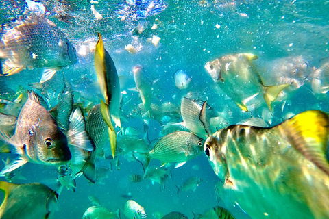 Moreton Island Day Trip (Kayak, Snorkel & Sandboard) Frm Brisbane Or Gold Coast - Accommodation Guide 1
