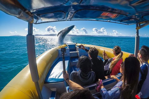 Ocean Rafting Tour To Whitehaven Beach, Hill Inlet Lookout & Top Snorkel Spots - Accommodation Guide 4