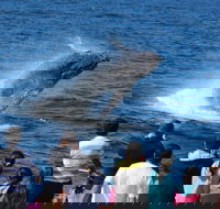 Tangalooma Island Resort Whale Watching Day Cruise - Accommodation Guide