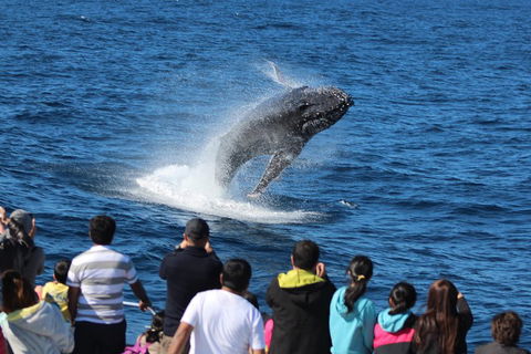 Tangalooma Island Resort Whale Watching Day Cruise With Dolphin Viewing - Accommodation Guide 1