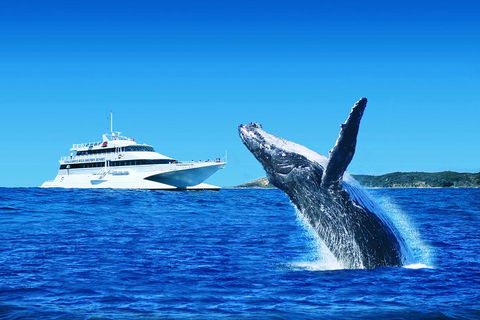 Tangalooma Island Resort Whale Watching Day Cruise With Dolphin Viewing - Accommodation Guide 2